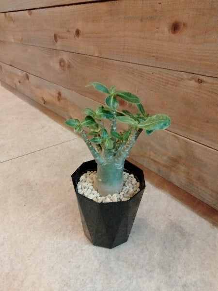 アデニウム・アラビカム 4号【店頭受取】