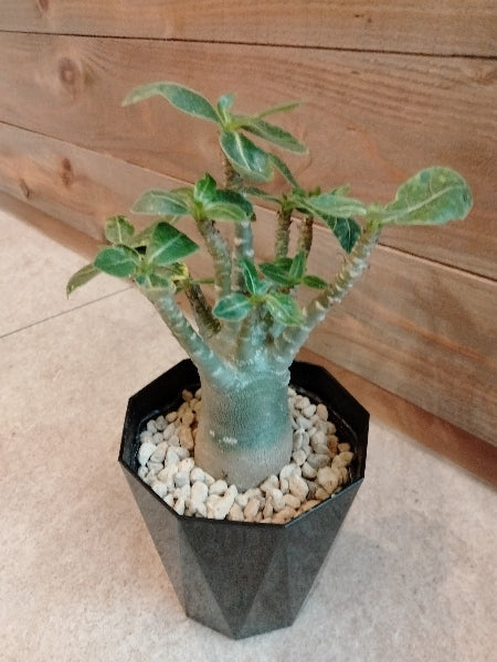 アデニウム・アラビカム 4号【店頭受取】