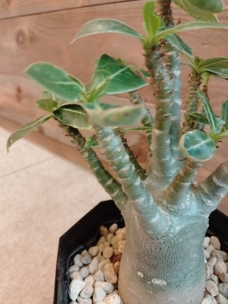 アデニウム・アラビカム 4号【店頭受取】