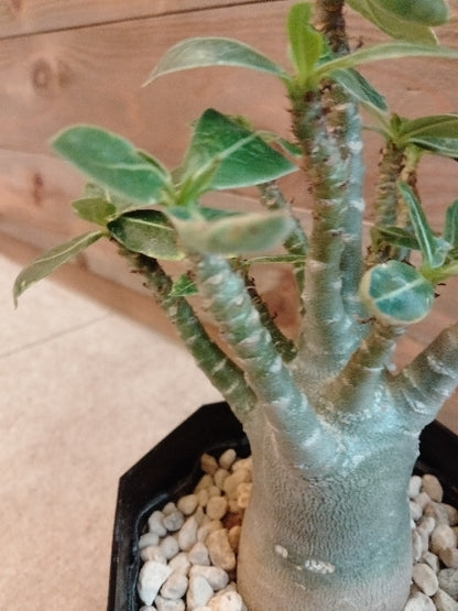 アデニウム・アラビカム 4号【店頭受取】