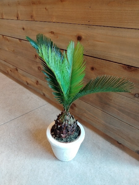 ソテツ 3.5号【店頭受取】