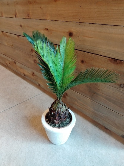 ソテツ 3.5号【店頭受取】