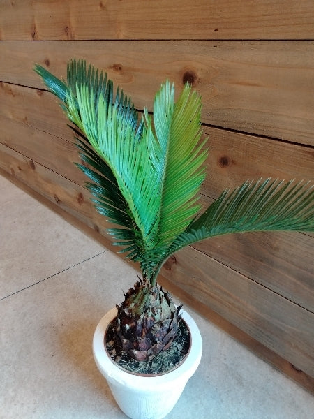 ソテツ 3.5号【店頭受取】