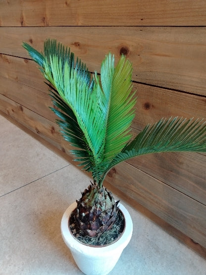 ソテツ 3.5号【店頭受取】