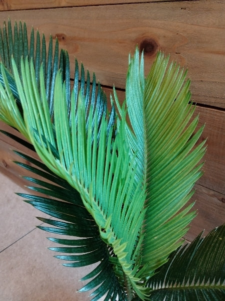 ソテツ 3.5号【店頭受取】