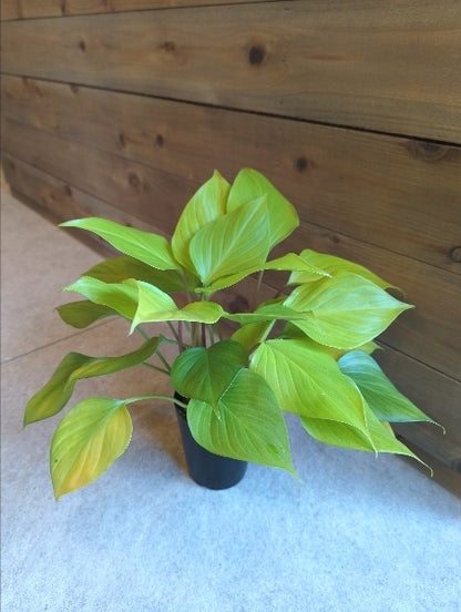 ホマロメナ・レモンライム 3号【店頭受取】