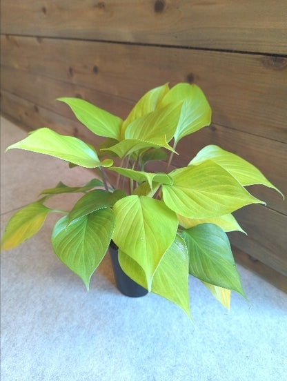 ホマロメナ・レモンライム 3号【店頭受取】