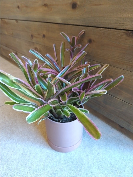 ネオレゲリア・ファイアーボール 4号【店頭受取】