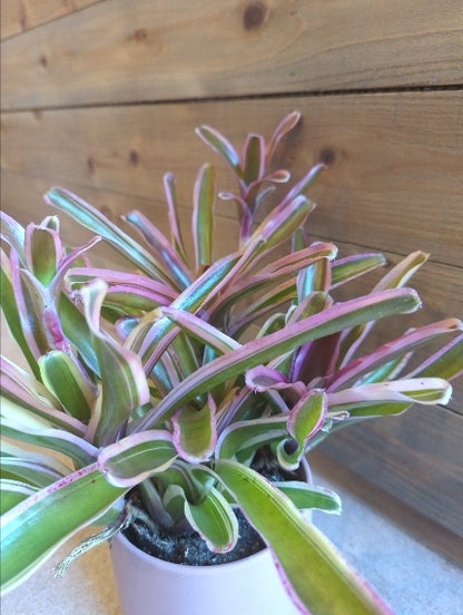 ネオレゲリア・ファイアーボール 4号【店頭受取】