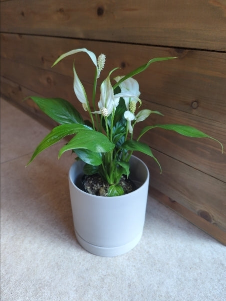 スパティフィラム 3.5号【店頭受取】