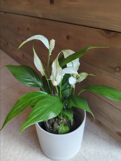 スパティフィラム 3.5号【店頭受取】