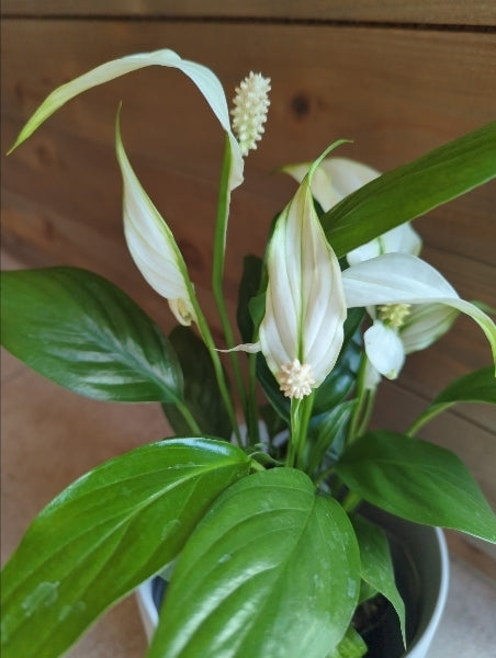 スパティフィラム 3.5号【店頭受取】