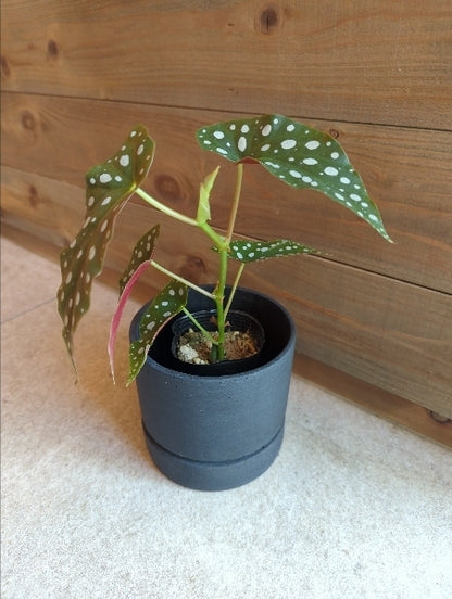 ベゴニア・マクラータ 2.5号【店頭受取】