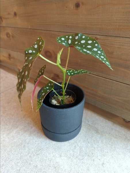 ベゴニア・マクラータ 2.5号【店頭受取】