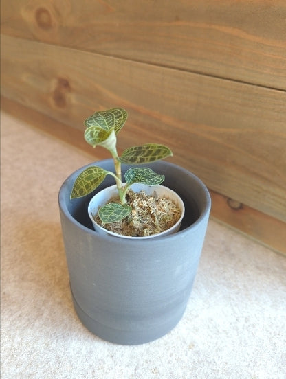 ジュエルオーキッド 2.5号【店頭受取】