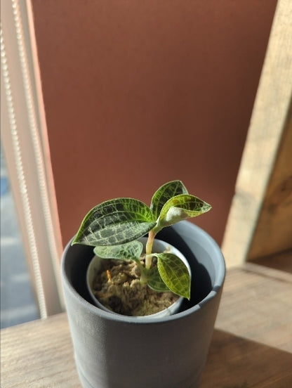 ジュエルオーキッド 2.5号【店頭受取】