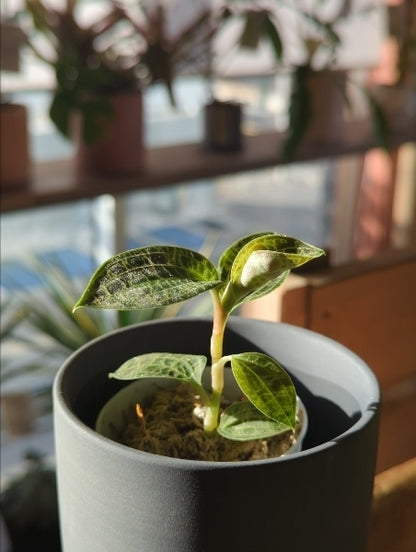 ジュエルオーキッド 2.5号【店頭受取】