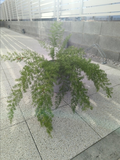 アスパラガス・メイリー 6号【店頭受取】