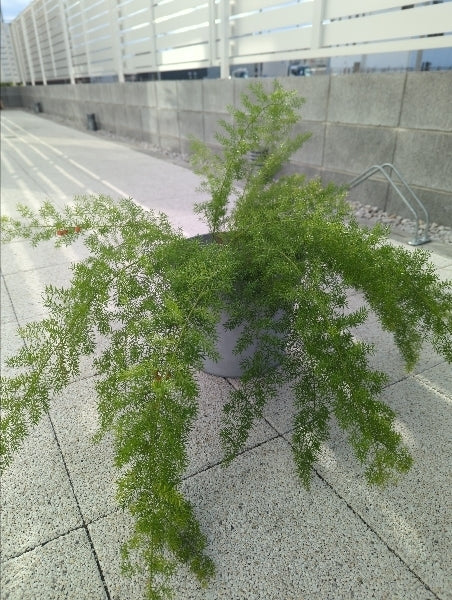 アスパラガス・メイリー 6号【店頭受取】