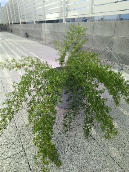 アスパラガス・メイリー 6号【店頭受取】