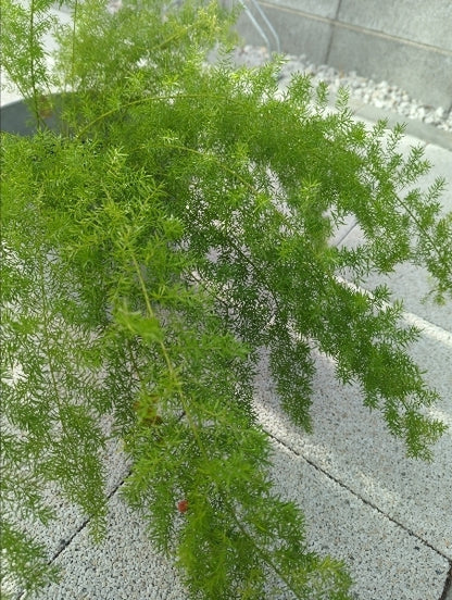 アスパラガス・メイリー 6号【店頭受取】