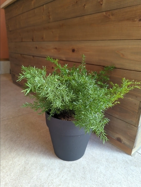 アスパラガス・スプレンゲリー 4.5号【店頭受取】