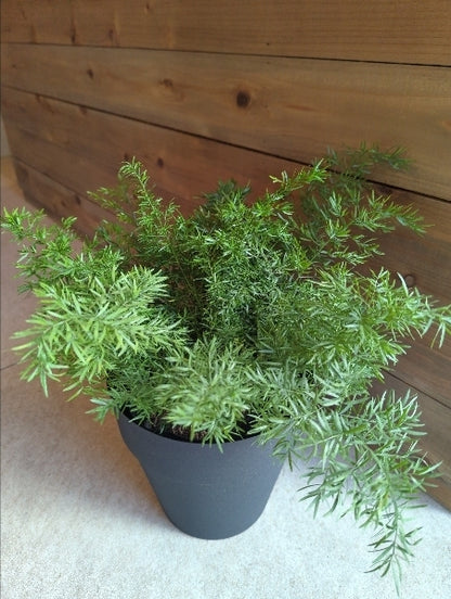 アスパラガス・スプレンゲリー 4.5号【店頭受取】