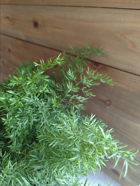 アスパラガス・スプレンゲリー 4.5号【店頭受取】