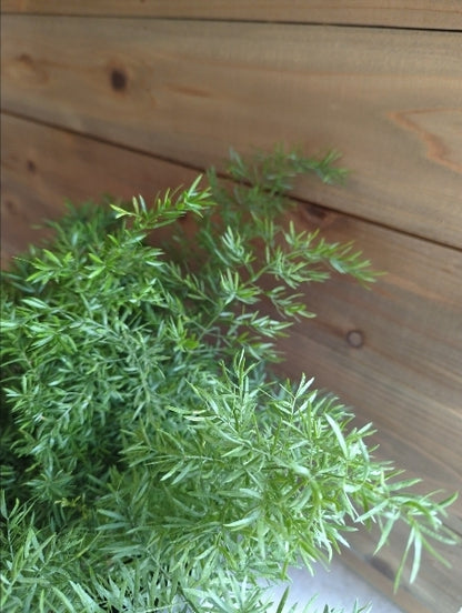 アスパラガス・スプレンゲリー 4.5号【店頭受取】