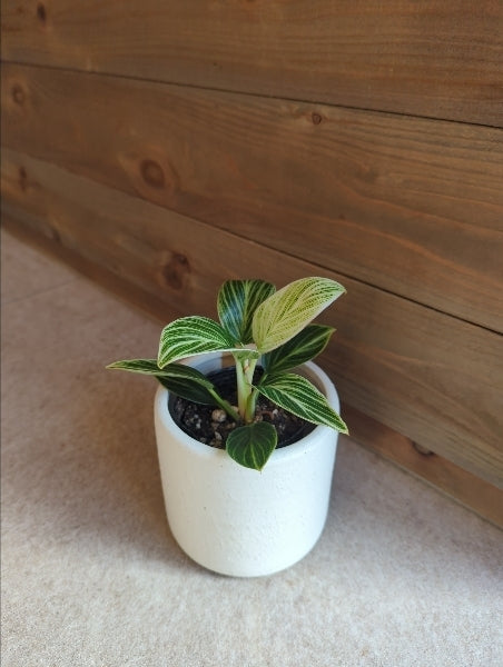 フィロデンドロン・ペリドット 2.5号【店頭受取】