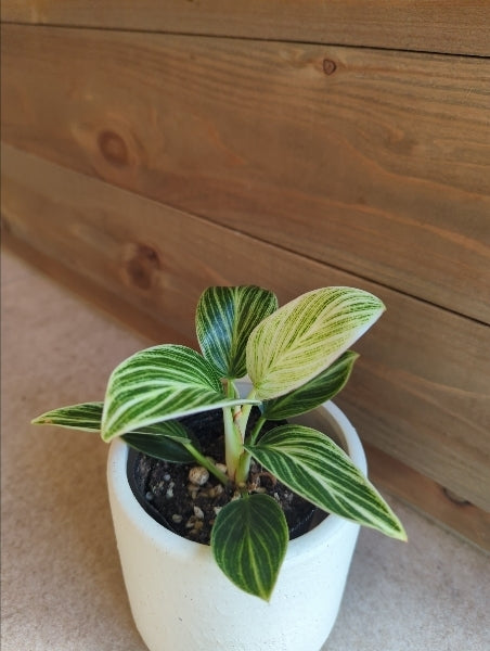 フィロデンドロン・ペリドット 2.5号【店頭受取】