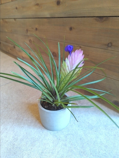 ワリシア（チランジア）・ キアネア 3号【店頭受取】