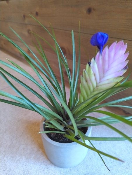 ワリシア（チランジア）・ キアネア 3号【店頭受取】