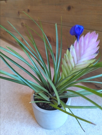 ワリシア（チランジア）・ キアネア 3号【店頭受取】