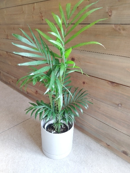 テーブルヤシ 4号