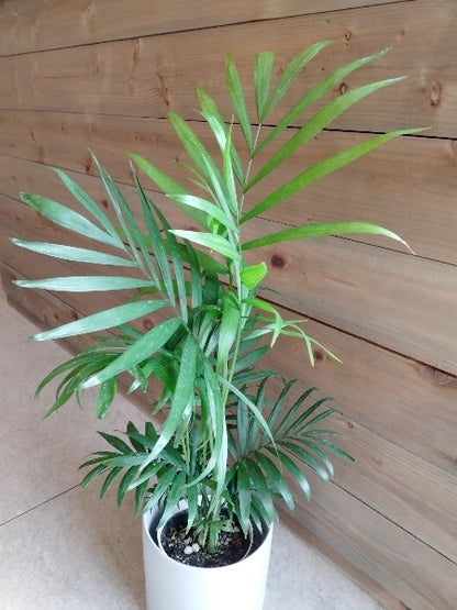 テーブルヤシ 4号