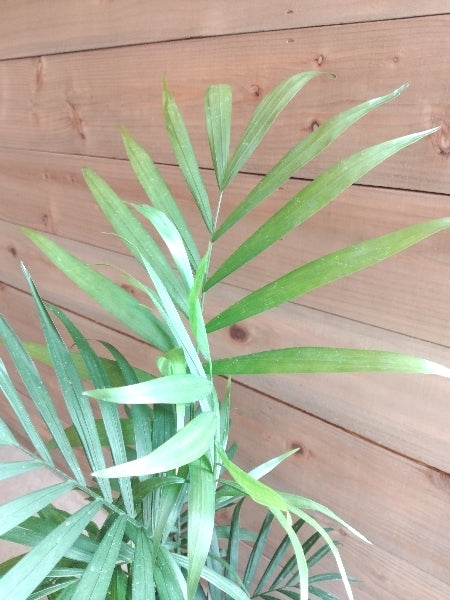 テーブルヤシ 4号