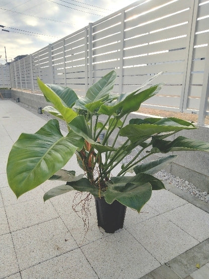 フィロデンドロン・インペリアルグリーン 8号【店頭受取】