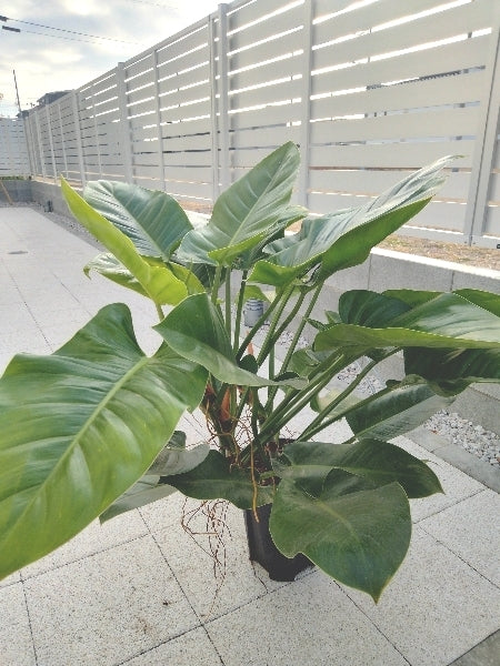 フィロデンドロン・インペリアルグリーン 8号【店頭受取】