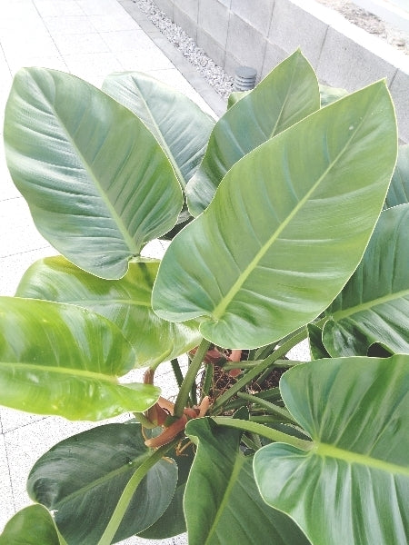 フィロデンドロン・インペリアルグリーン 8号【店頭受取】