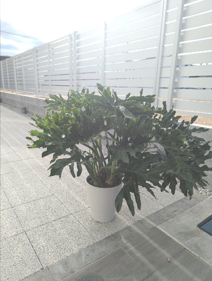 フィロデンドロン・セローム 8号【店頭受取】