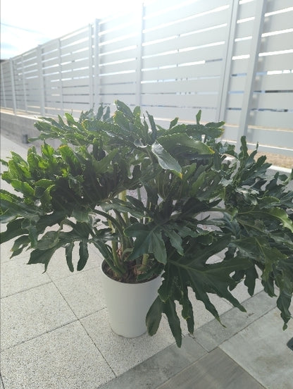 フィロデンドロン・セローム 8号【店頭受取】