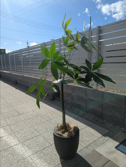 パキラ 8号【店頭受取】