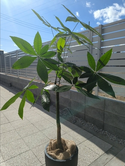 パキラ 8号【店頭受取】