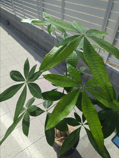 パキラ 8号【店頭受取】