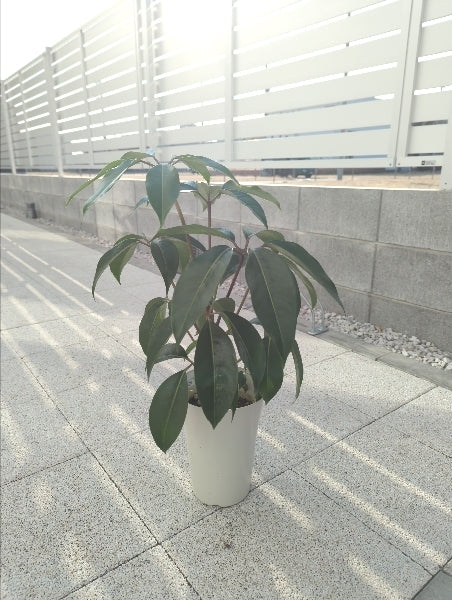 ツピダンサス 6号【店頭受取】