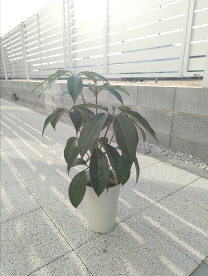 ツピダンサス 6号【店頭受取】