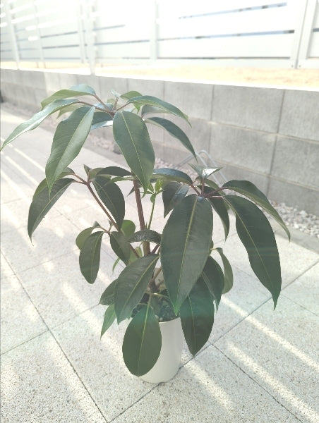ツピダンサス 6号【店頭受取】