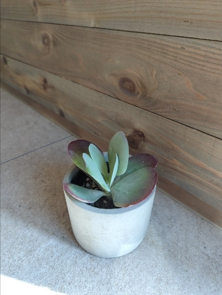 カランコエ・テルシフローラ 3号【店頭受取】