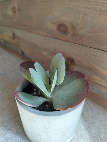 カランコエ・テルシフローラ 3号【店頭受取】